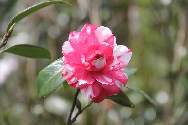茶花－雙溪茶花莊
