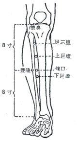 足三里.jpg