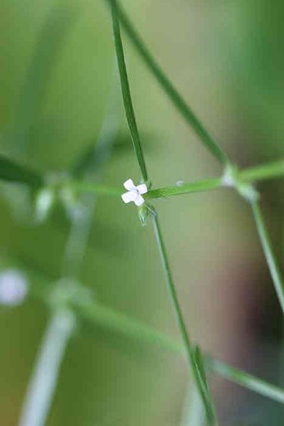 白花蛇舌草-花5.jpg