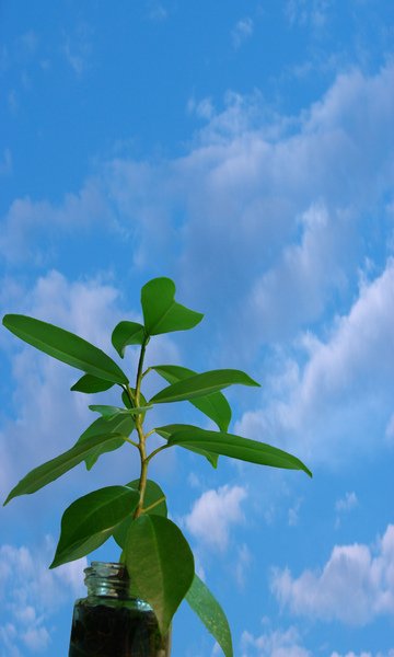 小樹與藍天(合成)