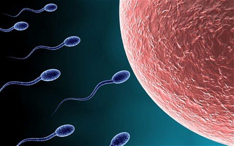 sperm