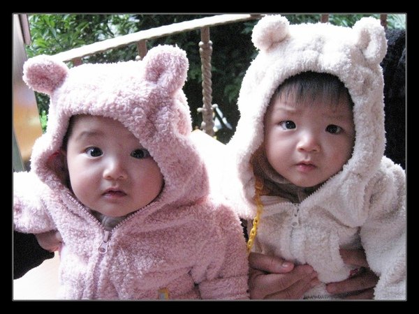 twins熊.jpg