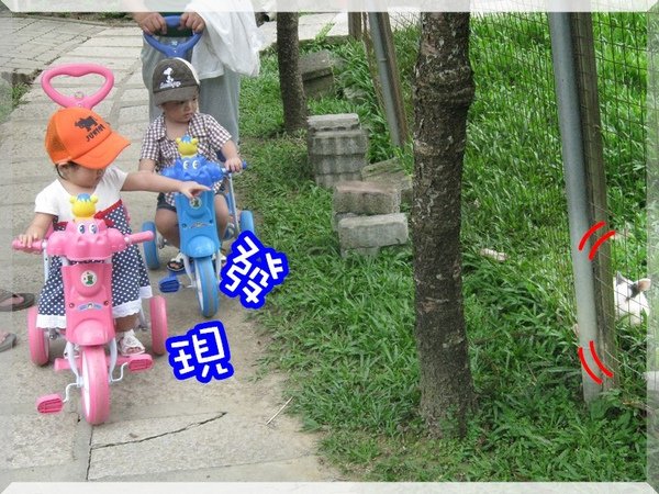 獨角仙17.jpg
