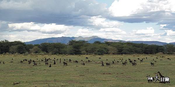 非洲大冒險-Lake Manyara24