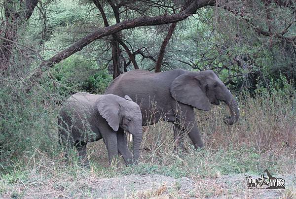 非洲大冒險-Lake Manyara30