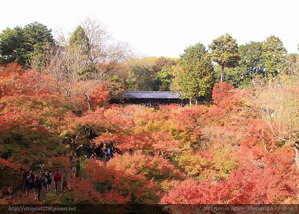 東福寺25.jpg