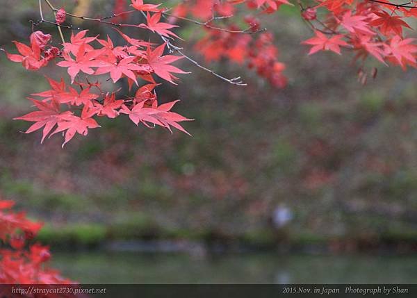 京都29-東山區高台寺.jpg
