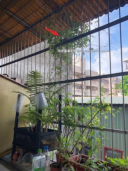 綠繡眼鳥巢01-0510發現鳥巢.jpg