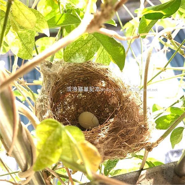綠繡眼鳥巢03-0513一顆蛋，最終兩隻小鳥.jpg