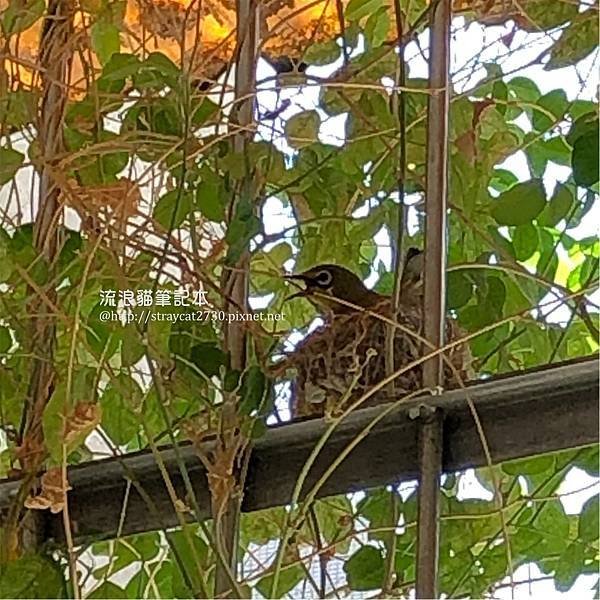 綠繡眼鳥巢05-0515孵蛋時嘴張開.jpg