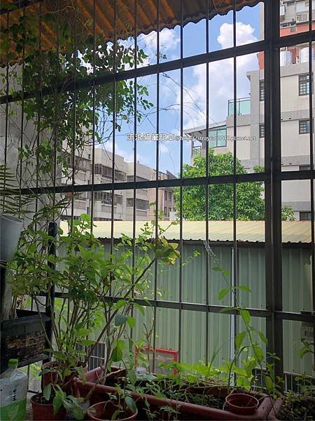 綠繡眼鳥巢07-0516發現兩隻輪流孵蛋.jpg