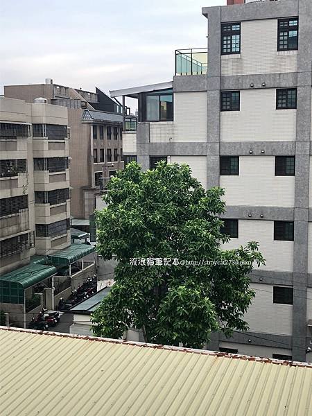綠繡眼鳥巢08-0516一隻孵蛋，另一隻在對面玉蘭樹休息.jpg