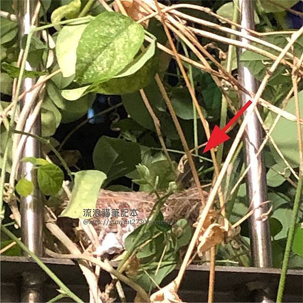綠繡眼鳥巢10-0525晚上窩鳥巢，只露出尾巴，說話聲音他不受驚擾.jpg