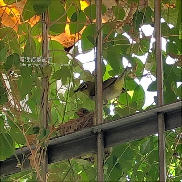 綠繡眼鳥巢18-0603小鳥探頭.jpg