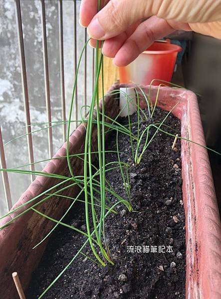 陽台菜園-蕗蕎栽種03.jpg