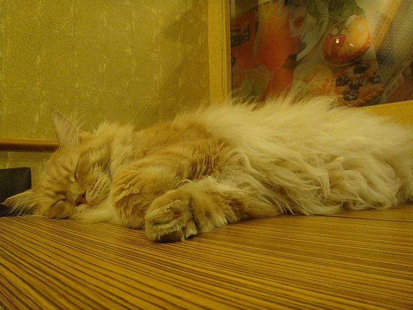 DSC03733.JPG