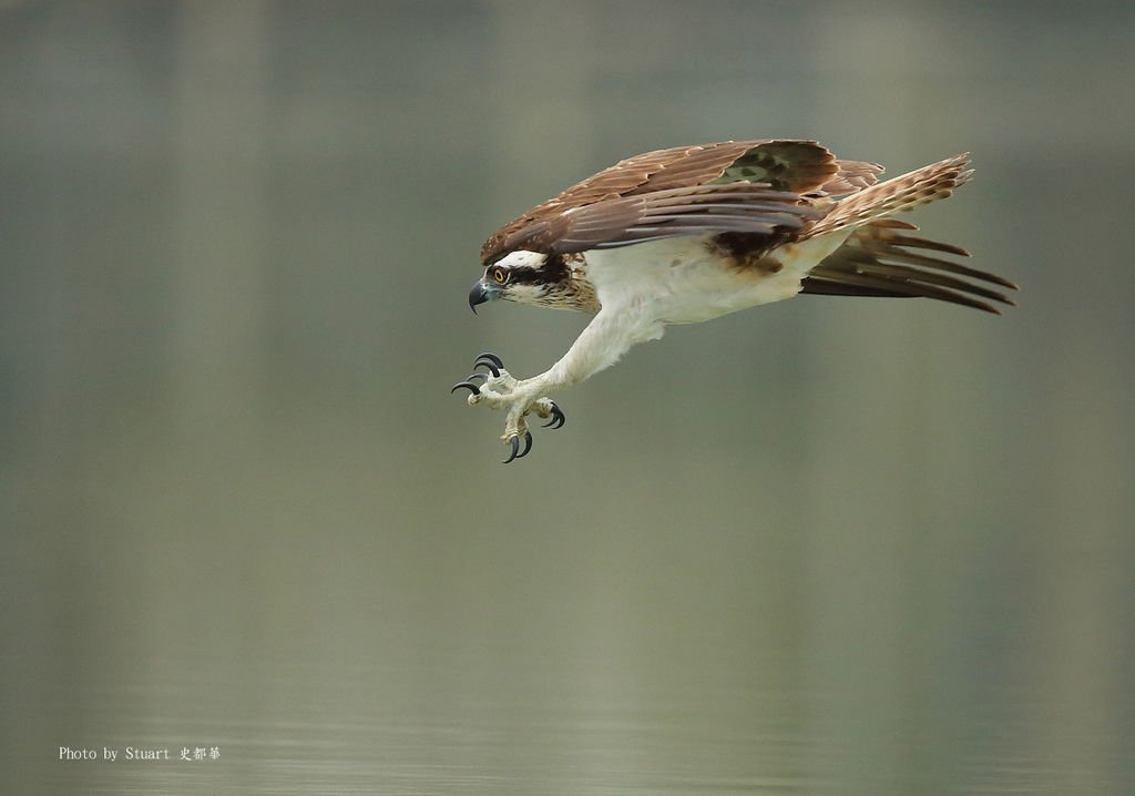 osprey-02.jpg