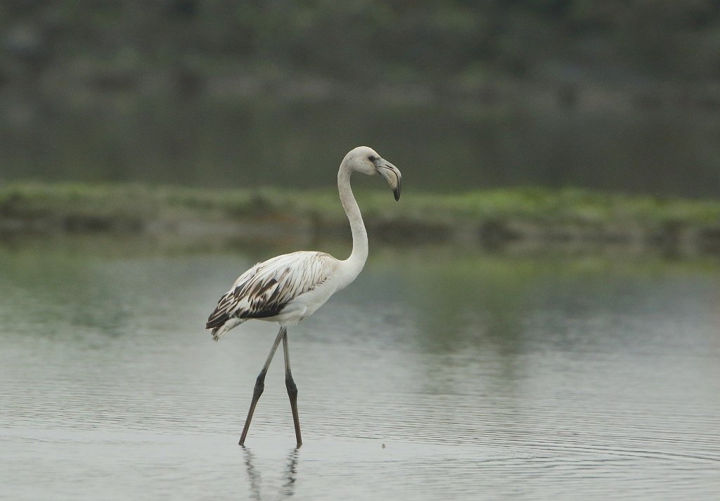 flamingo-04.jpg