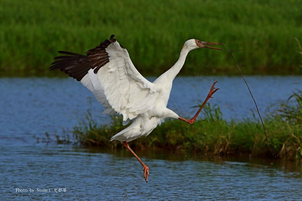 siberian crane-019.jpg