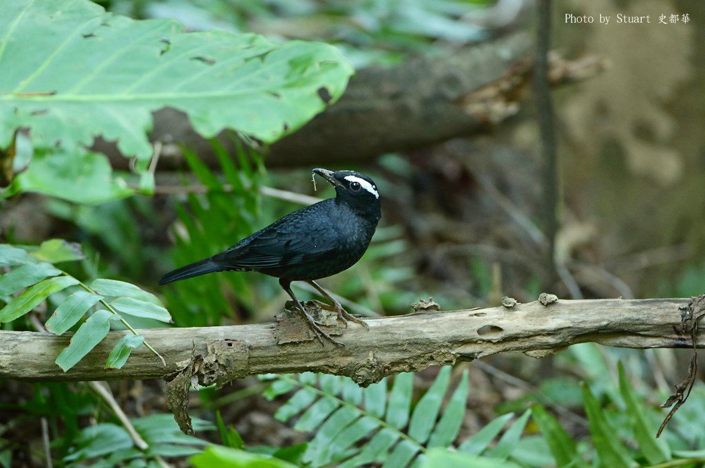 Siberian Thrush-054.jpg
