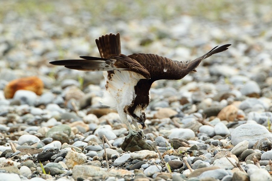 osprey-16.jpg