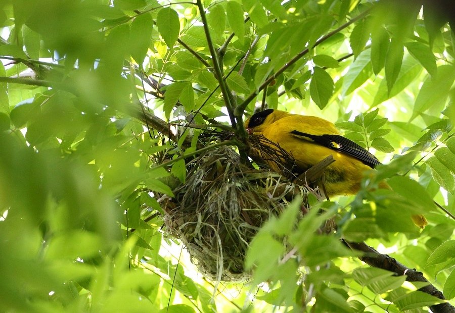 Black-naped Oriole-04.jpg