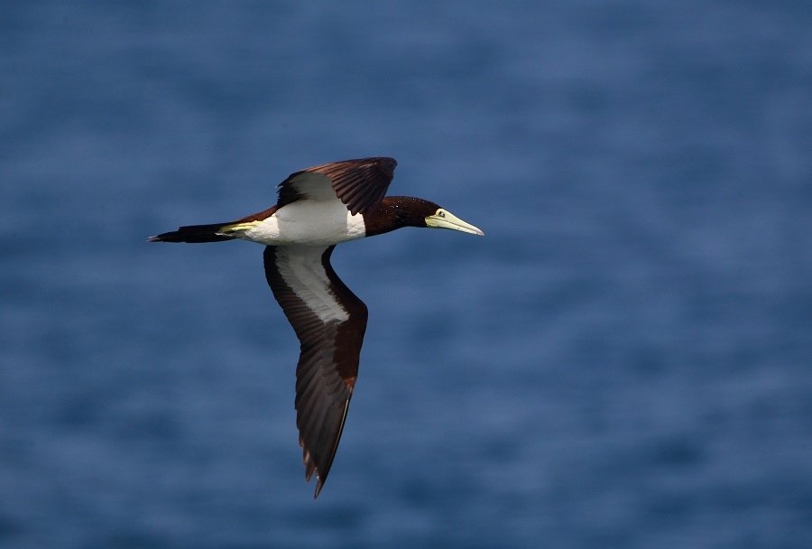 Brown Booby-310.jpg