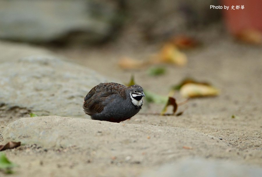 Blue-breasted Quail-13.jpg