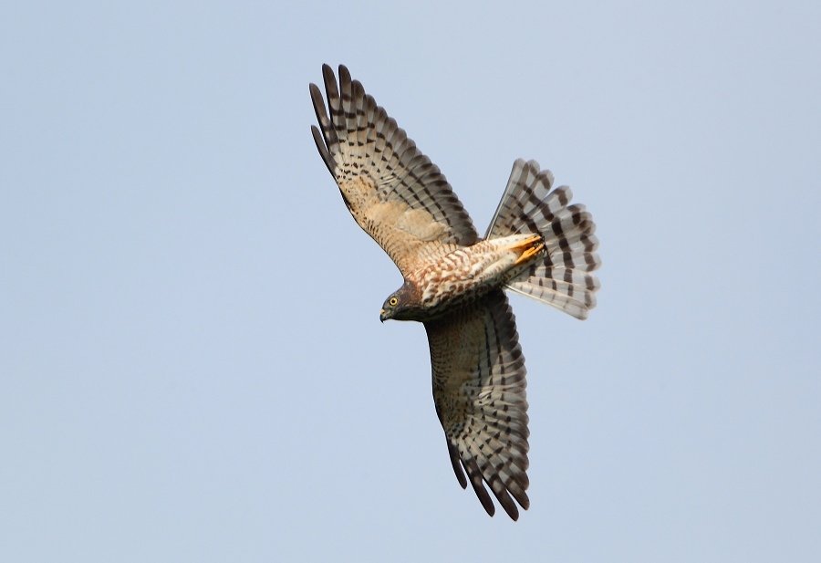 Chinese Goshawk-0018.jpg