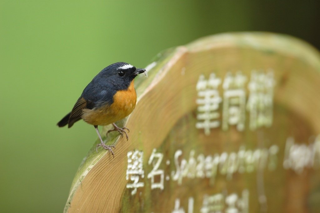 黃胸青鶲-P6.jpg