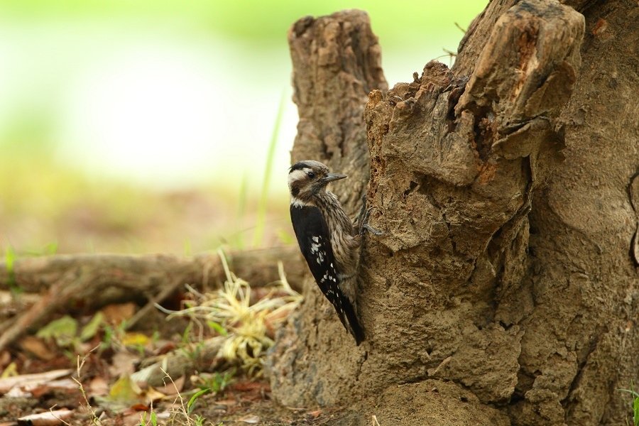 Grey-headed Pygmy Woodpecker-10.jpg