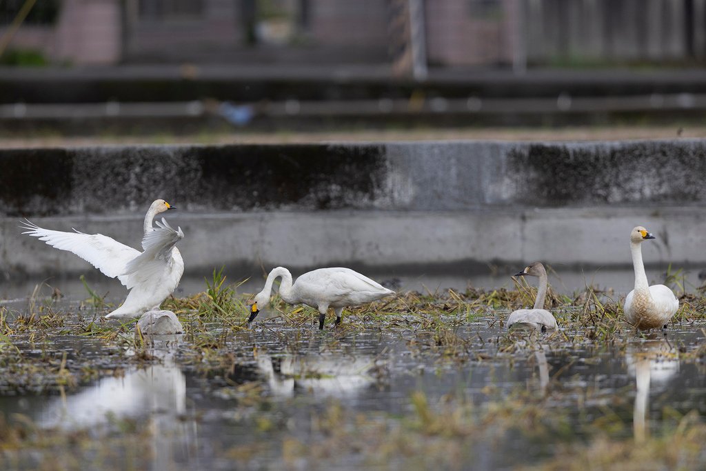 Tundra Swan-s12.jpg
