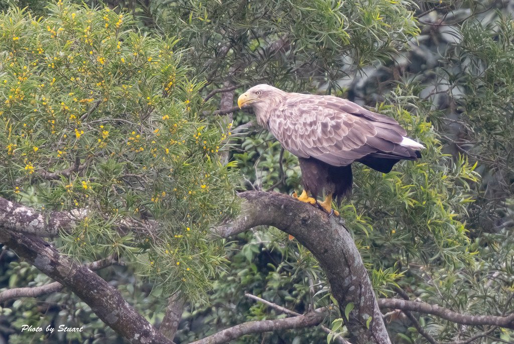 white-tail eagle-s03.jpg