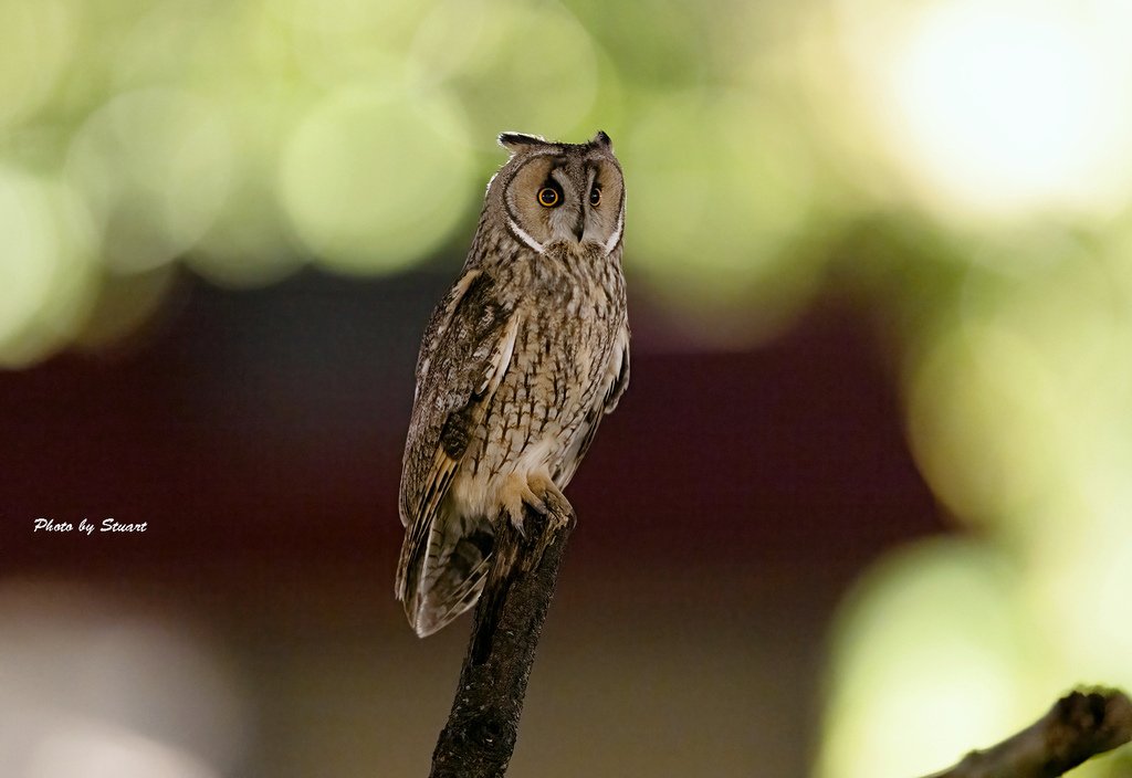 long-ear owl-1.jpg