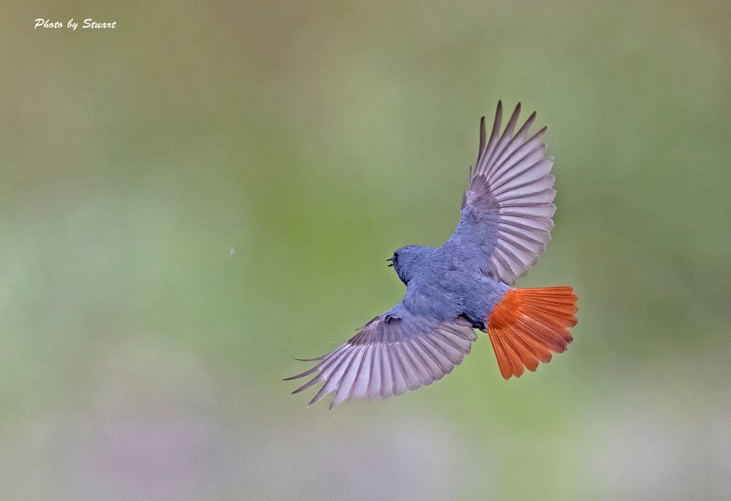 Plumbeous Water Redstart-s1.jpg