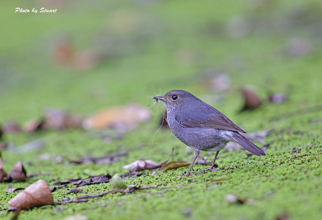 Plumbeous Water Redstart-s7.jpg