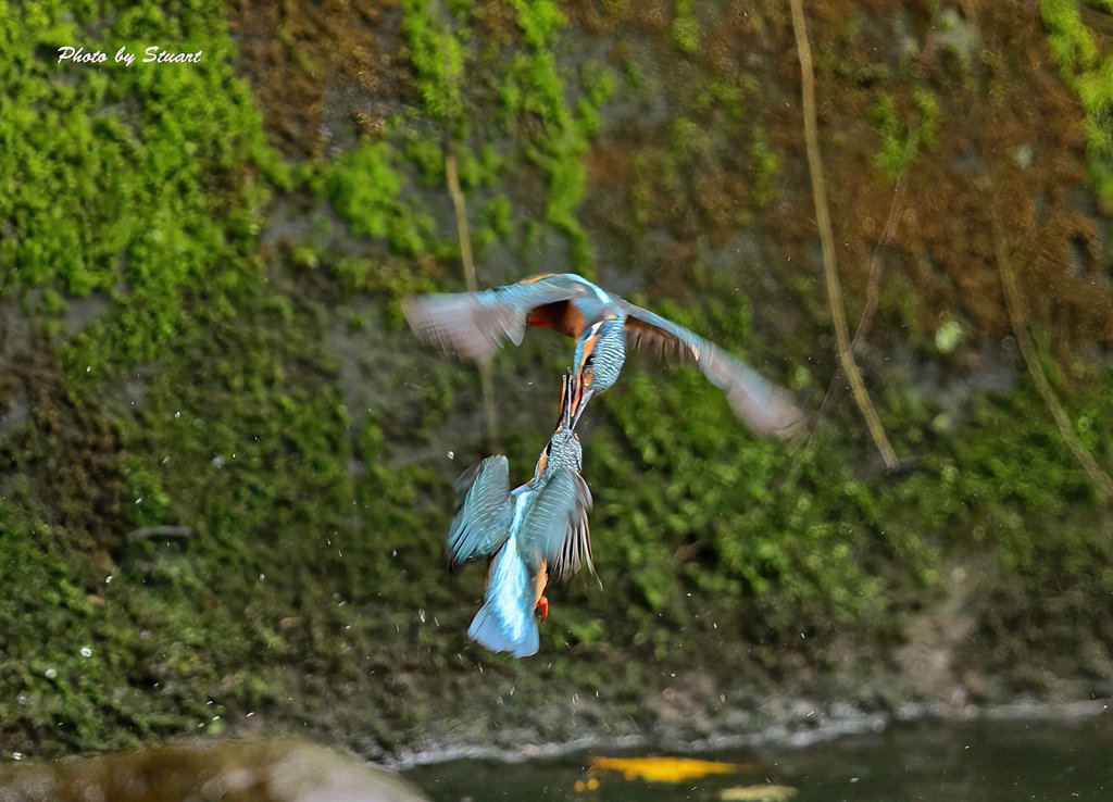 kingfisher fight-s02-SharpenAI-Focus.jpg