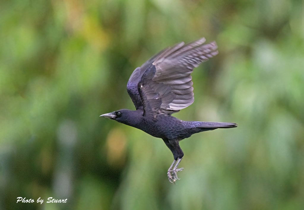 Corvus corone-s03.jpg