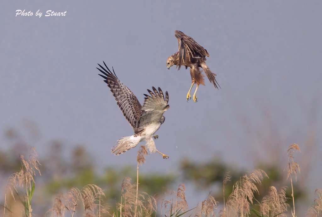 Eastern Marsh Harrier-S07.jpg