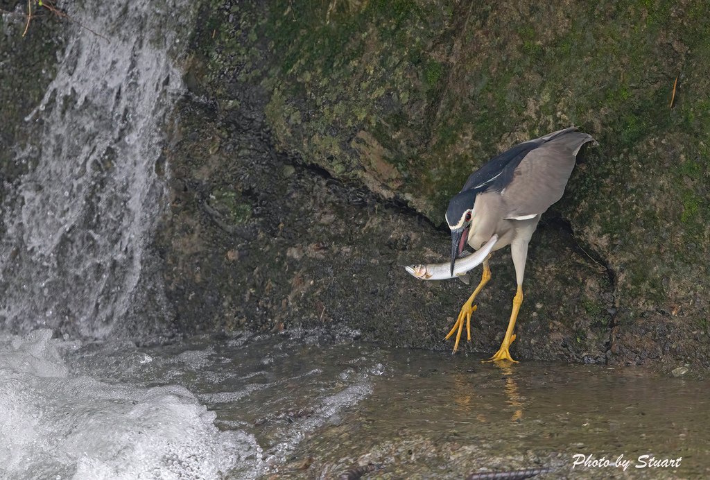 night heron-s1.jpg