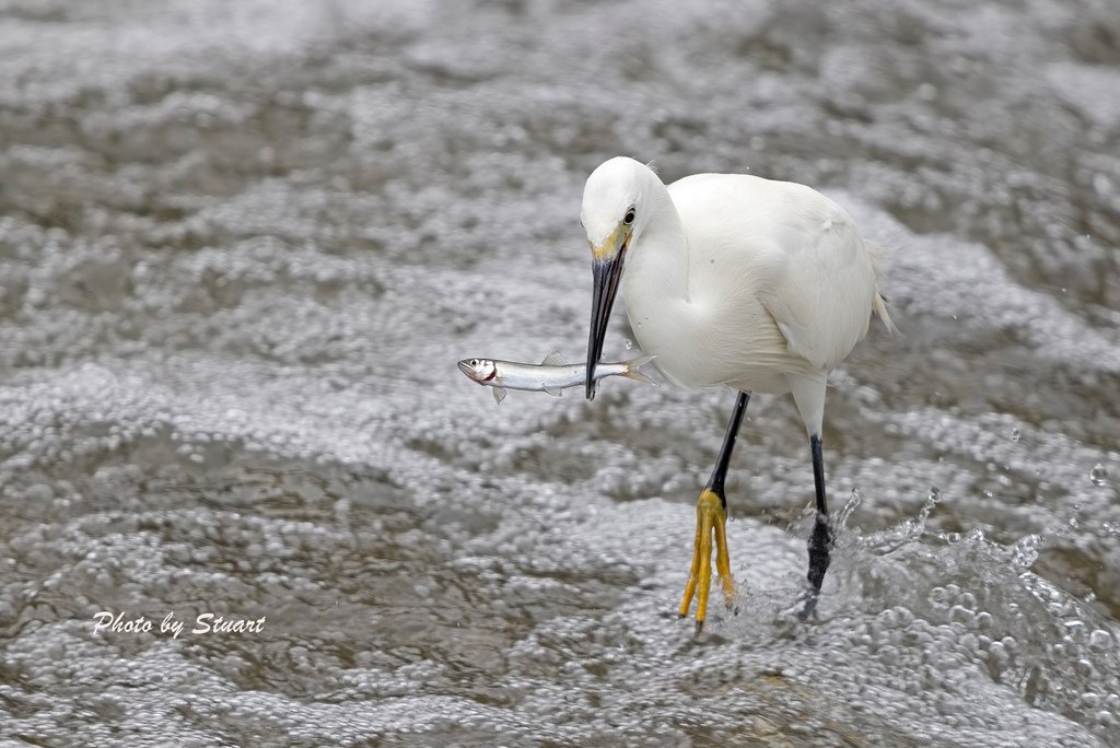 white heron-s1.jpg