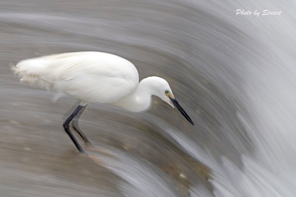 white heron-s2.jpg