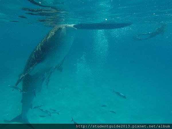 201406- whale shark in Oslob (14)