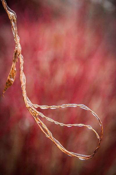 freezing rain-8.jpg