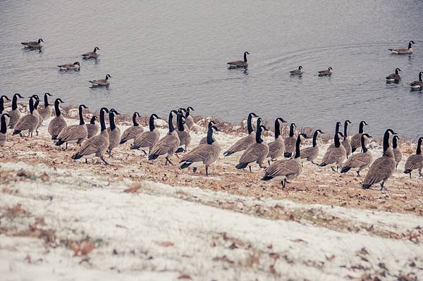 lonestar geese-6