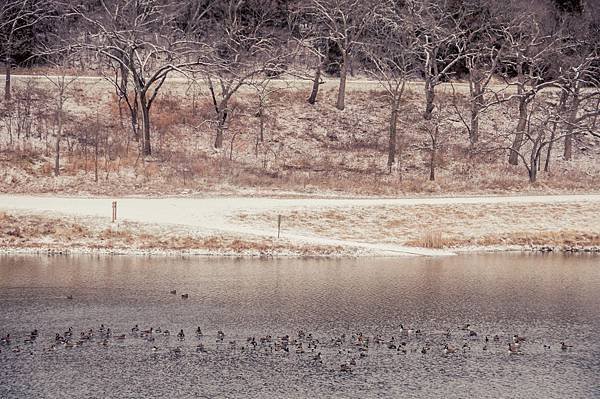 lonestar geese-5