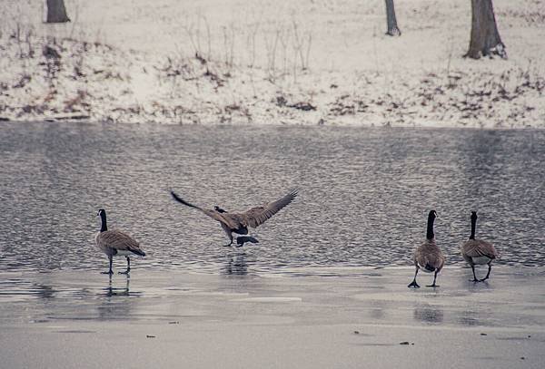 lonestar geese-15