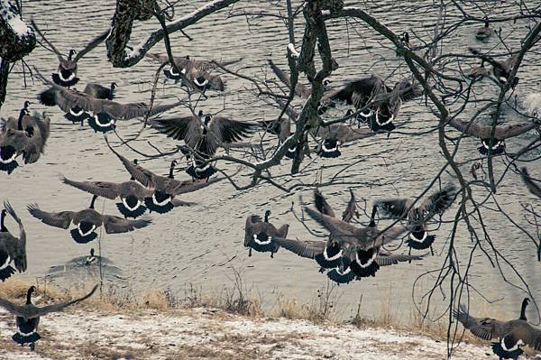 lonestar geese-2