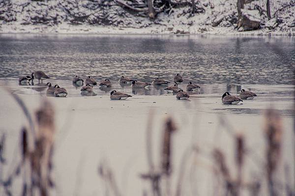 lonestar geese-12