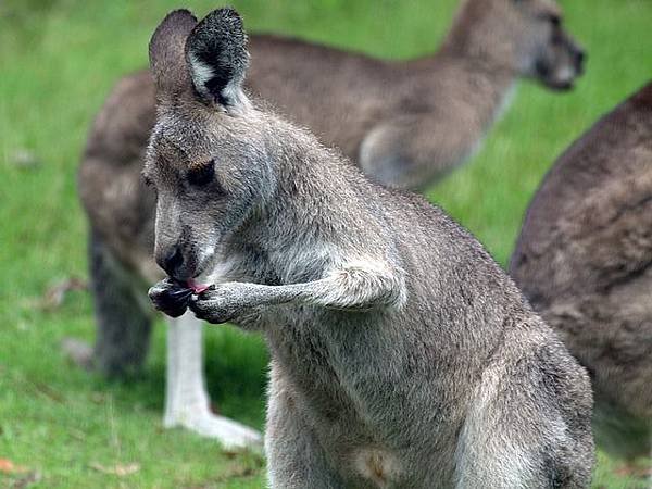 kangaroo-1356856_640.jpg